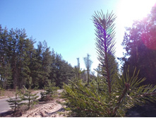 DSCN5308.JPG