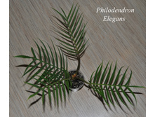 Philodendron Elegans