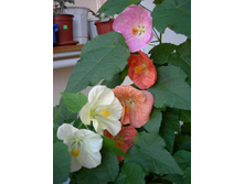 DSCN8529.JPG
