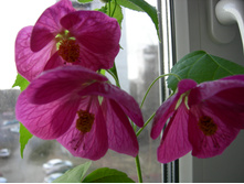 DSCN8518.JPG