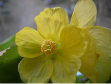 DSCN8520.JPG