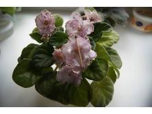 Aly\'s Crinolines