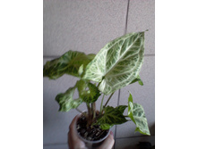 ����-0089.jpg