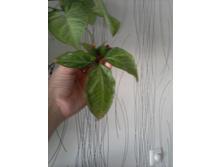 ����-0087.jpg