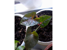 ����-0085.jpg