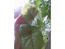 ����-0081.jpg