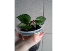 ����-0066.jpg
