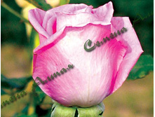 akva-2_950ec8b0794746552e2ad2677455caf8.jpg