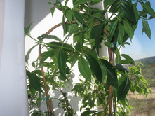 ��������� (Allamanda)