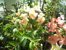 DSC00146.JPG
