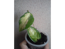 ����-0018.jpg