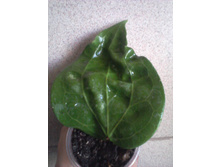 ����-0019.jpg