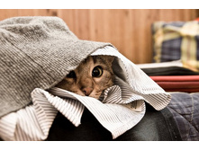cats-08.jpg