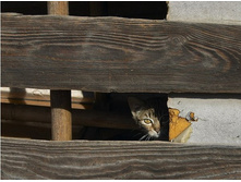 cats-09.jpg