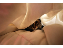 cats-15.jpg