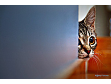 cats-16.jpg