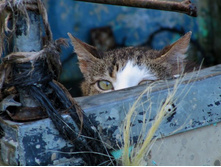 cats-17.jpg