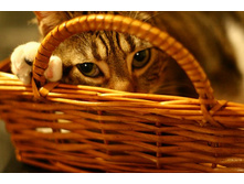 cats-18.jpg