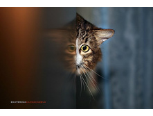 cats-19.jpg