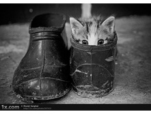 cats-25.jpg