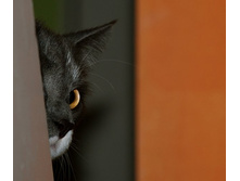 cats-31.jpg
