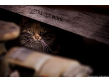 cats-37.jpg