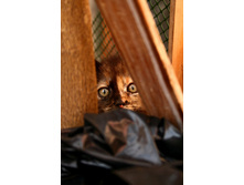 cats-41.jpg