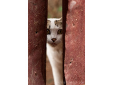 cats-42.jpg