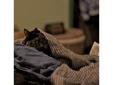 cats-46.jpg