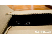 cats-47.jpg
