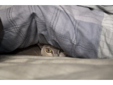 cats-48.jpg