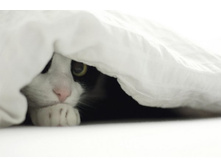 cats-51.jpg