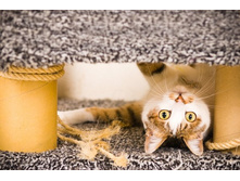 cats-52.jpg