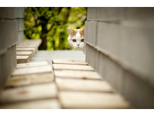 cats-54.jpg