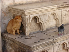 cats-58.jpg