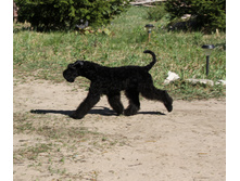 1-IMG_0484.JPG