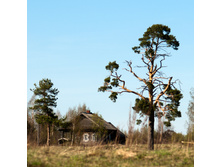 _A172582.jpg