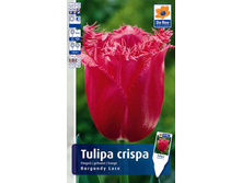 972-TULP-BURGUNDY-LACE10,5.jpg