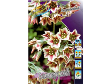 11,36���. ��� �����. ���������� (nectaroscordum) (���������� �� ����� �������� �� 5��.).jpg