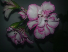 ������������ ����������  Harlequin Picotee