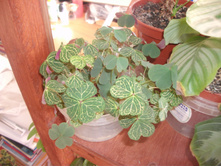 DSCF4783.JPG