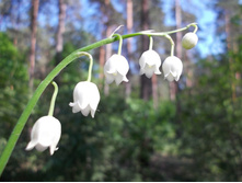 DSCN5700.JPG