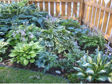 hosta07.jpg