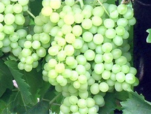 245�.