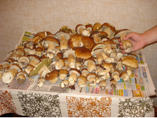 DSC02916.JPG