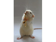 49594521_001_white_rats.jpg