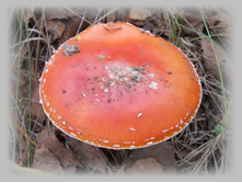 DSCN9271-2.jpg