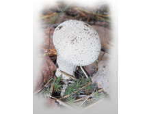 DSCN9280-1.jpg