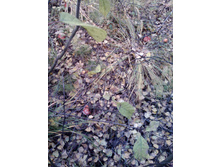 IMG1070A.jpg