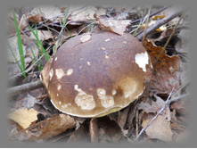 DSCN9290-1.jpg